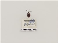 藏品(鞘翅目(2))的圖片